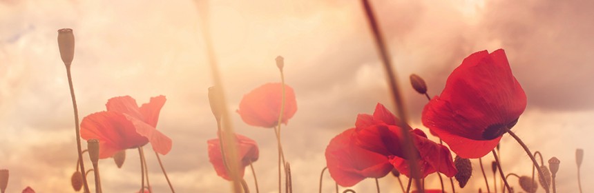 poppy field